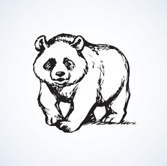 Panda. Vector drawing