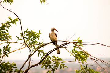 Exotischer Vogel im Nationalpark