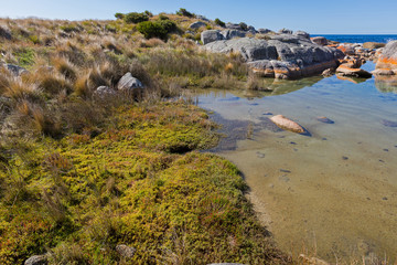 Knotted club-rush, colorful Beaded glasswort growing on coastal area of Bay of Fires in Tasmania,...