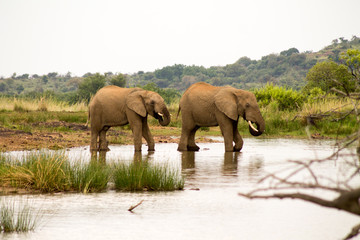 Fototapeta na wymiar Elefanten auf dem Weg ins Wasser