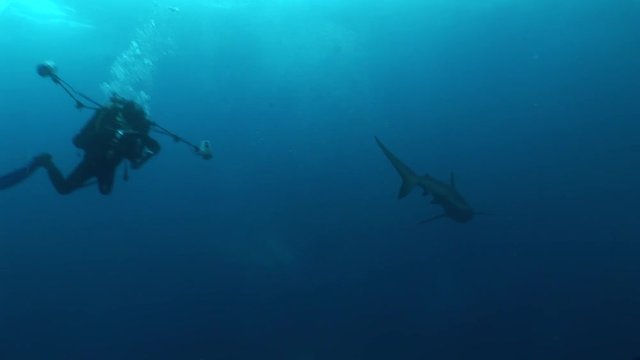 Shark diving Underwater Video Galapagos islands Pacific Ocean