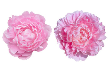 Two peony flowers in pink