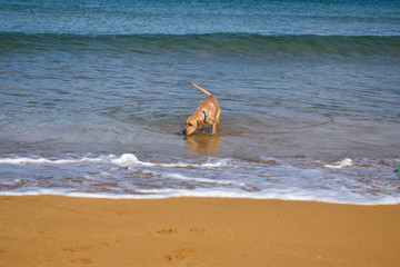 Labrador in Mediterranean sea
