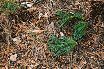 Pine branches on the ground
