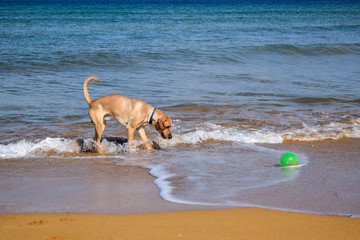 Labrador playing on the beach