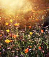 Summer flower field afternoon light