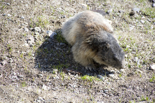 La marmotta appena uscita dal letargo,si nutre di tenera erbetta 