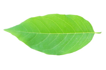 Leaf of Sugar Apple isolated on white background