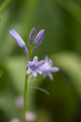 Wood Hyacinth
