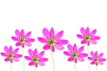 Cosmos flowers isolated on white background