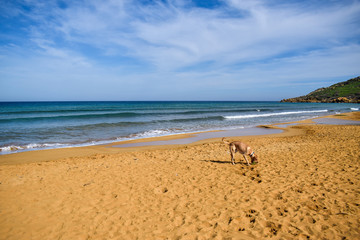 Fototapeta na wymiar Landscape with a Labrador fetching a ball on Ramla bay - Gozo, Malta