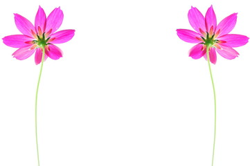 Cosmos flowers frame isolated on white background