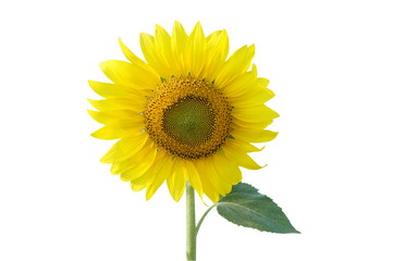 Sunflower isolated on white background