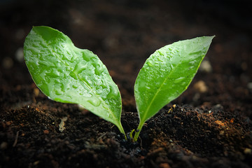 Green sprout growing from seed