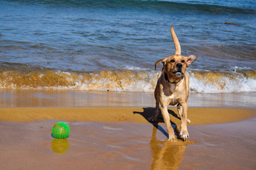 Playing dog on the beach