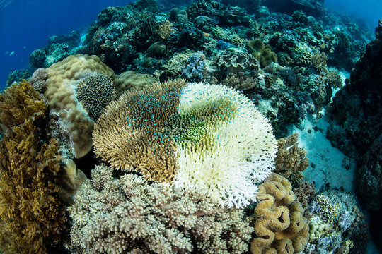 Coral Bleaching in Indonesia