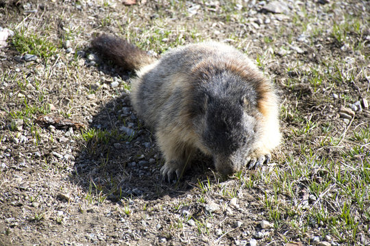 in primavera, la marmotta esce dalla tana alla ricerca della prima erbetta fresca