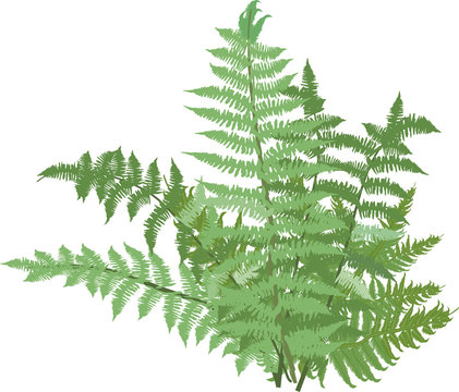 green fern bush isolated on white
