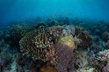Naklejka na ściany i meble Beautiful Coral Reef in Komodo National Park