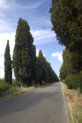 Bolgheri (Li) il viale dei cipressi