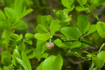 Flower of wild European blueberry or Vaccinum myrtillus hiding in leaves macro in twilight forest, selective focus, shallow DOF