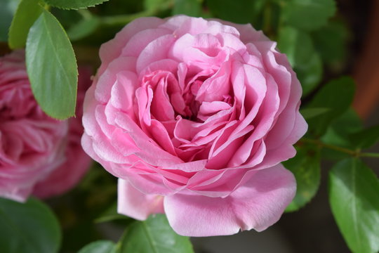 Wunderschöne Blüte einer pinkfarbenen Rose in Großaufnahme