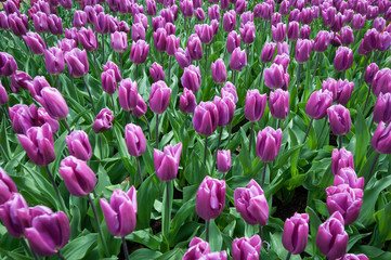 Obraz premium dutch flowers