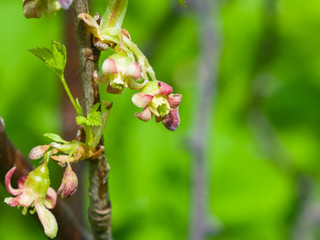 Flowers of blackcurrant on branch with bokeh background macro, selective focus, shallow DOF