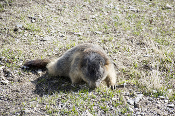 in primavera, la marmotta esce dalla tana alla ricerca della prima erbetta fresca