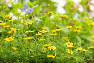 Blurred flowers and soft focus.