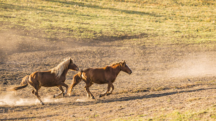 gallop