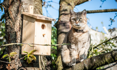 Waiting for the bird