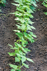 Beans in the garden