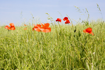 Champ de coquelicots