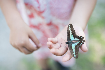 子供の手にとまった蝶