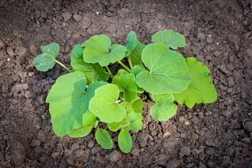 Bush of pumpkin