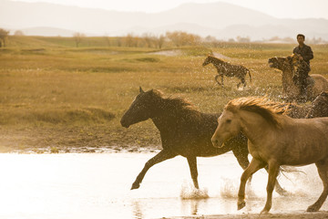 gallop