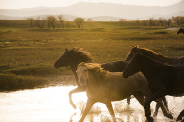 gallop