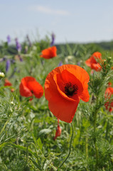 klatschmohn