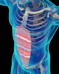 Medical muscle illustration of the rectus abdominis. 3d illustration