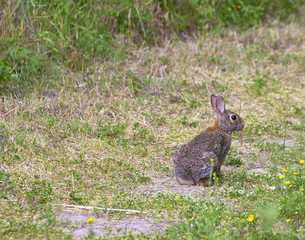 brown rabbit  in a meadow