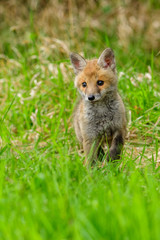 Fox playing in the woods (Vulpes vulpes) 