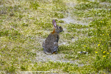 brown rabbit  in a meadow