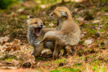 Fox playing in the woods (Vulpes vulpes) 