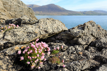 Sea Pinks by Tralee Bay, Fenit, County Kerry, Ireland