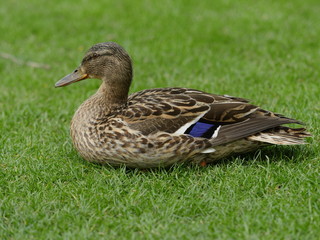 Fototapeta premium Canard Colvert femelle couchée sur le gazon, 