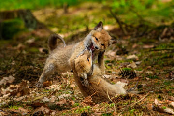Fox playing in the woods (Vulpes vulpes) 