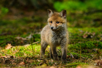 Fox playing in the woods (Vulpes vulpes) 