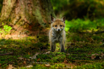Fox playing in the woods (Vulpes vulpes) 