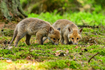 Fox playing in the woods (Vulpes vulpes) 